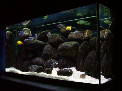 Rated #7: 50 Gallons Freshwater Fish Tank - 55 Gallon mbuna tank: Pseudotropheus sp. elongatus Mpanga, Labidochromis Caeruleus, Metriaclima sp. "Aurora Yellow" , Cynotilapia afra (Cobue), Pseudotropheus sp. "Acei" (Msuli) Rated #7: 50 Gallons Freshwater Fish Tank - 55 Gallon mbuna tank: Pseudotropheus sp. elongatus Mpanga, Labidochromis Caeruleus, Metriaclima sp. "Aurora Yellow" , Cynotilapia afra (Cobue), Pseudotropheus sp. "Acei" (Msuli)