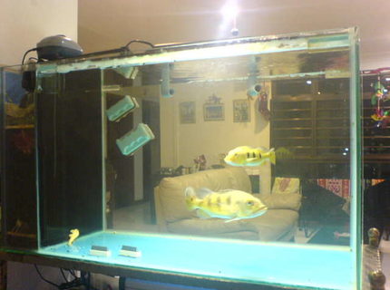 67 gallons freshwater fish tank (mostly fish and non-living decorations) - IOUS (Internal Overflow/Underflow filter sump System)4mm thick glass tank with 1x 7" speckled peacock bass & 1x 4" cichla temensis pavon peacock bass + 1x 3" albino pleco red-eyed fish inside a
400w powered water submerged pump
operated with a 4 way ganged air pump to oxydize tank up to 6 hours
1 auto self timer to light up tank at dawn hour & at sunset hours till midnight. 67 gallons freshwater fish tank (mostly fish and non-living decorations) - IOUS (Internal Overflow/Underflow filter sump System)4mm thick glass tank with 1x 7" speckled peacock bass & 1x 4" cichla temensis pavon peacock bass + 1x 3" albino pleco red-eyed fish inside a
400w powered water submerged pump
operated with a 4 way ganged air pump to oxydize tank up to 6 hours
1 auto self timer to light up tank at dawn hour & at sunset hours till midnight.