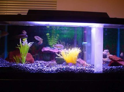 20 gallons freshwater fish tank (mostly fish and non-living decorations) - Lookin' Good 20 gallons freshwater fish tank (mostly fish and non-living decorations) - Lookin' Good