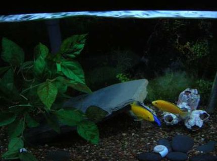 20 gallons freshwater fish tank (mostly fish and non-living decorations) - african cichlid tank 20 gallons freshwater fish tank (mostly fish and non-living decorations) - african cichlid tank