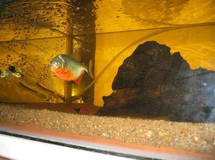 45 gallons freshwater fish tank (mostly fish and non-living decorations) - My 5" RBP in his 45G tank... :) 45 gallons freshwater fish tank (mostly fish and non-living decorations) - My 5" RBP in his 45G tank... :)