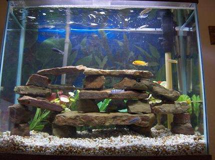 45 gallons freshwater fish tank (mostly fish and non-living decorations) - 10 african cichlids, 2 plec, 2 striped raphael catfish 45 gallons freshwater fish tank (mostly fish and non-living decorations) - 10 african cichlids, 2 plec, 2 striped raphael catfish