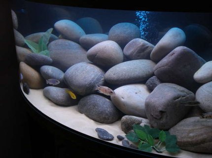76 gallons freshwater fish tank (mostly fish and non-living decorations) - Side view of Rena Panorama 120 bowfront 76 gallons freshwater fish tank (mostly fish and non-living decorations) - Side view of Rena Panorama 120 bowfront