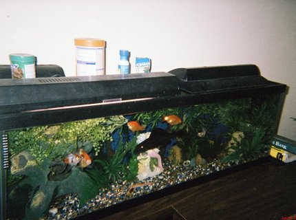 45 gallons freshwater fish tank (mostly fish and non-living decorations) - Big boi loves the cam 45 gallons freshwater fish tank (mostly fish and non-living decorations) - Big boi loves the cam
