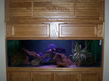 190 gallons freshwater fish tank (mostly fish and non-living decorations) - I have 190 gallon tank that is 72x24x26 that has a 3" reveal threw the wall into the room. It is on a 30" high stand and it has a canapy that goes from the top of the stand to the ceiling. It is filtered by 2 aquaclear 110 and is lit by two 36" strip. I have a group of 8 moba frontosa with the largest male in the group at around 12". 190 gallons freshwater fish tank (mostly fish and non-living decorations) - I have 190 gallon tank that is 72x24x26 that has a 3" reveal threw the wall into the room. It is on a 30" high stand and it has a canapy that goes from the top of the stand to the ceiling. It is filtered by 2 aquaclear 110 and is lit by two 36" strip. I have a group of 8 moba frontosa with the largest male in the group at around 12".