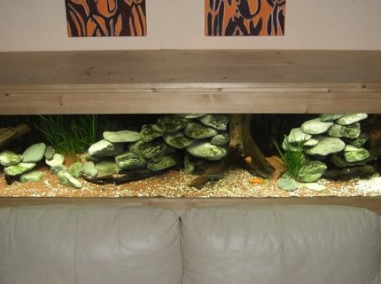 63 gallons freshwater fish tank (mostly fish and non-living decorations) - Tanganyika tank 63 gallons freshwater fish tank (mostly fish and non-living decorations) - Tanganyika tank