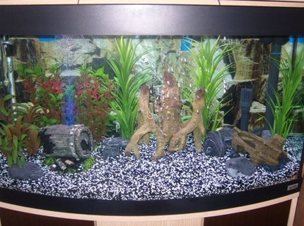 39 gallons freshwater fish tank (mostly fish and non-living decorations) - 180l Community Tank 39 gallons freshwater fish tank (mostly fish and non-living decorations) - 180l Community Tank