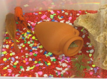2 gallons freshwater fish tank (mostly fish and non-living decorations) - april 2010 small but nice :) 2 goldfish and two chinese softshelled turtles! 2 gallons freshwater fish tank (mostly fish and non-living decorations) - april 2010 small but nice :) 2 goldfish and two chinese softshelled turtles!