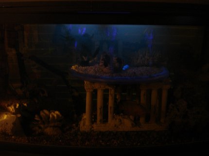 60 gallons freshwater fish tank (mostly fish and non-living decorations) - with black light burning & with accent light--(hard to capture without proper camera) 60 gallons freshwater fish tank (mostly fish and non-living decorations) - with black light burning & with accent light--(hard to capture without proper camera)