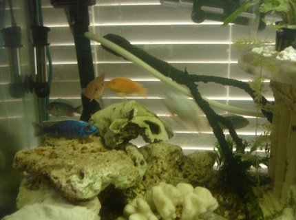 60 gallons freshwater fish tank (mostly fish and non-living decorations) - A get together for a group photo. Of course not everyone decided to show!! 60 gallons freshwater fish tank (mostly fish and non-living decorations) - A get together for a group photo. Of course not everyone decided to show!!