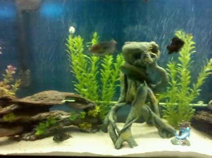 60 gallons freshwater fish tank (mostly fish and non-living decorations) - cichlid tank 60 gallons freshwater fish tank (mostly fish and non-living decorations) - cichlid tank