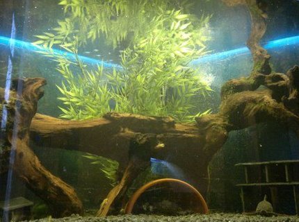 42 gallons freshwater fish tank (mostly fish and non-living decorations) - W.I.P 42 gallons freshwater fish tank (mostly fish and non-living decorations) - W.I.P