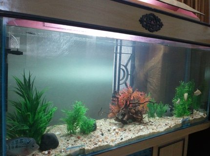 85 gallons freshwater fish tank (mostly fish and non-living decorations) - My 5ft Freshwater Tank (85 Gallon) 85 gallons freshwater fish tank (mostly fish and non-living decorations) - My 5ft Freshwater Tank (85 Gallon)