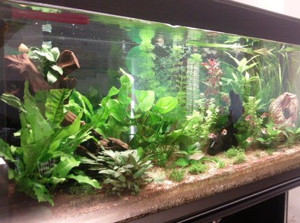 62 gallons freshwater fish tank (mostly fish and non-living decorations) - 30/07/2011 01 62 gallons freshwater fish tank (mostly fish and non-living decorations) - 30/07/2011 01