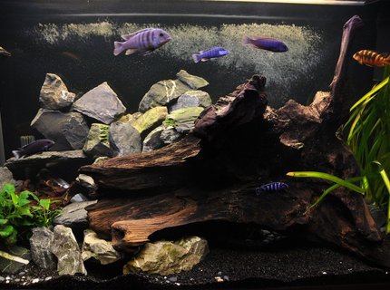 85 gallons freshwater fish tank (mostly fish and non-living decorations) - My new cichlid malawi tank. 85 gallons freshwater fish tank (mostly fish and non-living decorations) - My new cichlid malawi tank.