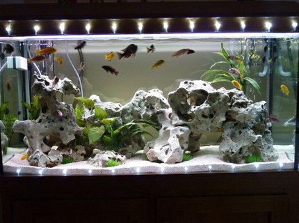 85 gallons freshwater fish tank (mostly fish and non-living decorations) - Freshwater aquarium decorated with Christmas lights for the festive season. 85 gallons freshwater fish tank (mostly fish and non-living decorations) - Freshwater aquarium decorated with Christmas lights for the festive season.