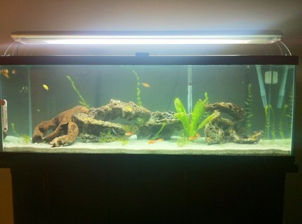 60 gallons freshwater fish tank (mostly fish and non-living decorations) - my 60 gallon cichlid tank 60 gallons freshwater fish tank (mostly fish and non-living decorations) - my 60 gallon cichlid tank
