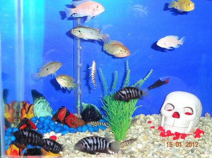 28 gallons freshwater fish tank (mostly fish and non-living decorations) - My Fish Tank 28 gallons freshwater fish tank (mostly fish and non-living decorations) - My Fish Tank