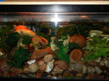 62 gallons freshwater fish tank (mostly fish and non-living decorations) - Shroom tank 62 gallons freshwater fish tank (mostly fish and non-living decorations) - Shroom tank