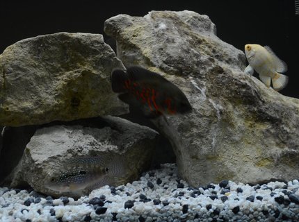 60 gallons freshwater fish tank (mostly fish and non-living decorations) - All 3 fish 60 gallons freshwater fish tank (mostly fish and non-living decorations) - All 3 fish