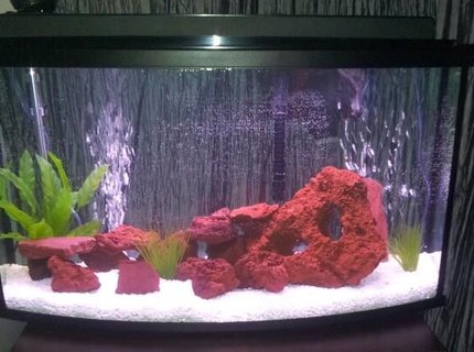 45 gallons freshwater fish tank (mostly fish and non-living decorations) - 45 gallon with africans cichlids 45 gallons freshwater fish tank (mostly fish and non-living decorations) - 45 gallon with africans cichlids