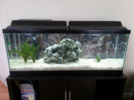 50 gallons freshwater fish tank (mostly fish and non-living decorations) - My New 50 Gallon Tank 50 gallons freshwater fish tank (mostly fish and non-living decorations) - My New 50 Gallon Tank