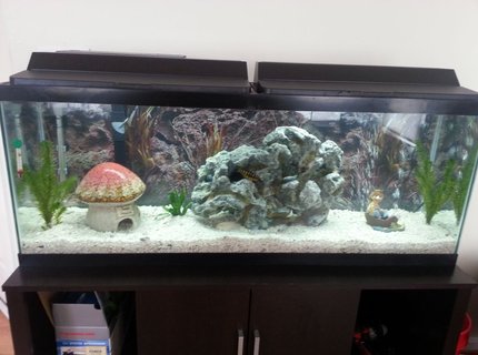 50 gallons freshwater fish tank (mostly fish and non-living decorations) - My new decorations 50 gallons freshwater fish tank (mostly fish and non-living decorations) - My new decorations