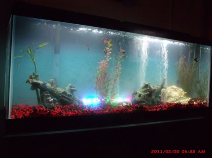 50 gallons freshwater fish tank (mostly fish and non-living decorations) 50 gallons freshwater fish tank (mostly fish and non-living decorations)