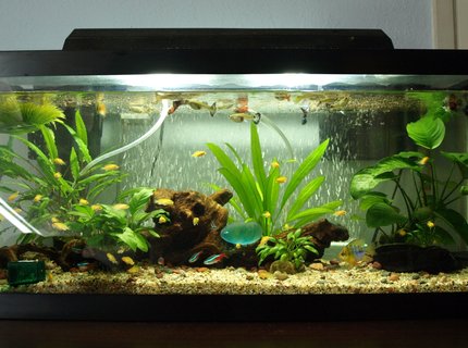 20 gallons freshwater fish tank (mostly fish and non-living decorations) - 20 gallon long with lots of fish!
2 balloon rams
2 pepper cory
2 upside down catfish
7 tetras
# guppies
### electric yellow that escaped out of the breeders net lol 20 gallons freshwater fish tank (mostly fish and non-living decorations) - 20 gallon long with lots of fish!
2 balloon rams
2 pepper cory
2 upside down catfish
7 tetras
# guppies
### electric yellow that escaped out of the breeders net lol
