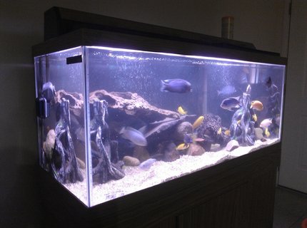 20 gallons freshwater fish tank (mostly fish and non-living decorations) - about 75 gallons with lots of mix cichlids
4 blue colbalt
2 red zebra
7 electric yellow
3 blue dolphins
3 red jewels
a few different peacocks
small electriblues 20 gallons freshwater fish tank (mostly fish and non-living decorations) - about 75 gallons with lots of mix cichlids
4 blue colbalt
2 red zebra
7 electric yellow
3 blue dolphins
3 red jewels
a few different peacocks
small electriblues