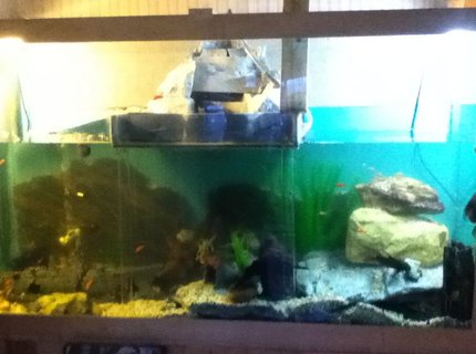 250 gallons freshwater fish tank (mostly fish and non-living decorations) - One of a kind fish tank 250 gallons freshwater fish tank (mostly fish and non-living decorations) - One of a kind fish tank