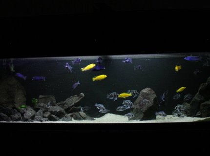 50 gallons freshwater fish tank (mostly fish and non-living decorations) - Frontosa 125g 50 gallons freshwater fish tank (mostly fish and non-living decorations) - Frontosa 125g