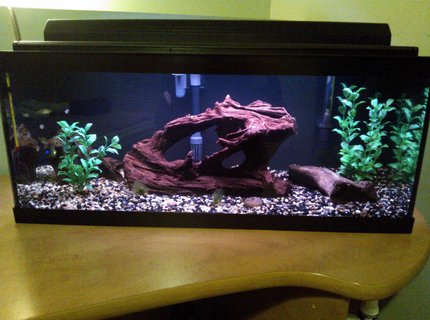 20 gallons freshwater fish tank (mostly fish and non-living decorations) - 20 gallon long Harlequin rasbora tank 20 gallons freshwater fish tank (mostly fish and non-living decorations) - 20 gallon long Harlequin rasbora tank