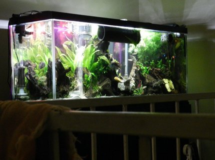 155 gallons freshwater fish tank (mostly fish and non-living decorations) - 55 gal predatory tank 155 gallons freshwater fish tank (mostly fish and non-living decorations) - 55 gal predatory tank