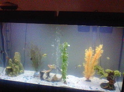 60 gallons freshwater fish tank (mostly fish and non-living decorations) - My fish tank! 60 gallons freshwater fish tank (mostly fish and non-living decorations) - My fish tank!