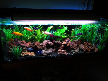 60 gallons freshwater fish tank (mostly fish and non-living decorations) 60 gallons freshwater fish tank (mostly fish and non-living decorations)