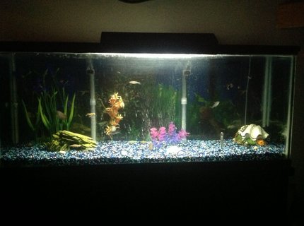 60 gallons freshwater fish tank (mostly fish and non-living decorations) - cichlid tank 60 gallons freshwater fish tank (mostly fish and non-living decorations) - cichlid tank