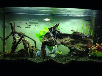 39 gallons freshwater fish tank (mostly fish and non-living decorations) - Penguin tetra, cardinal tetra and copper rasbora! Oh and 3 angelfish 39 gallons freshwater fish tank (mostly fish and non-living decorations) - Penguin tetra, cardinal tetra and copper rasbora! Oh and 3 angelfish