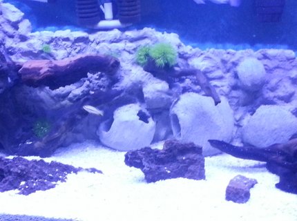 90 gallons freshwater fish tank (mostly fish and non-living decorations) - African cichlid tank 90 gallons freshwater fish tank (mostly fish and non-living decorations) - African cichlid tank