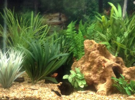 57 gallons freshwater fish tank (mostly fish and non-living decorations) - 57 gal freshwater Tetra tank with plastic plants 57 gallons freshwater fish tank (mostly fish and non-living decorations) - 57 gal freshwater Tetra tank with plastic plants
