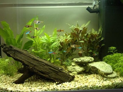 19 gallons freshwater fish tank (mostly fish and non-living decorations) - 8 neon tetras, 8 harlies 19 gallons freshwater fish tank (mostly fish and non-living decorations) - 8 neon tetras, 8 harlies