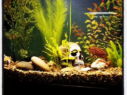 85 gallons freshwater fish tank (mostly fish and non-living decorations) - 85 gallons 85 gallons freshwater fish tank (mostly fish and non-living decorations) - 85 gallons