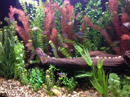 135 gallons freshwater fish tank (mostly fish and non-living decorations) 135 gallons freshwater fish tank (mostly fish and non-living decorations)