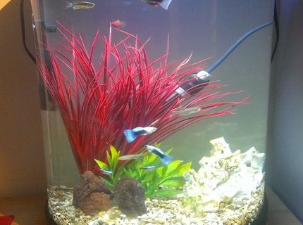 5 gallons freshwater fish tank (mostly fish and non-living decorations) - My first tank (5 Gallon) 5 gallons freshwater fish tank (mostly fish and non-living decorations) - My first tank (5 Gallon)