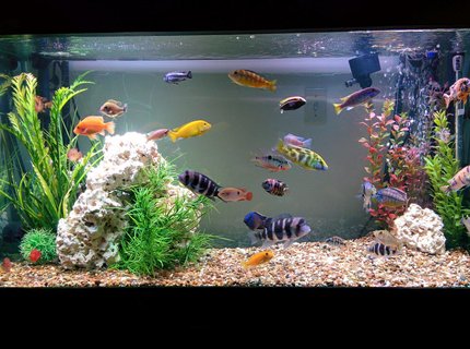 90 gallons freshwater fish tank (mostly fish and non-living decorations) - Cichlids n such 90 gallons freshwater fish tank (mostly fish and non-living decorations) - Cichlids n such