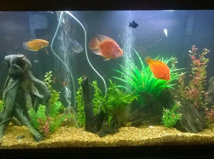 60 gallons freshwater fish tank (mostly fish and non-living decorations) - 60 gallon tank with fake plants and real drift wood 60 gallons freshwater fish tank (mostly fish and non-living decorations) - 60 gallon tank with fake plants and real drift wood