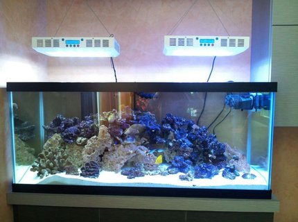 2 gallons freshwater fish tank (mostly fish and non-living decorations) 2 gallons freshwater fish tank (mostly fish and non-living decorations)