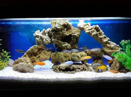 34 gallons freshwater fish tank (mostly fish and non-living decorations) - Malawi tank setup 34 gallons freshwater fish tank (mostly fish and non-living decorations) - Malawi tank setup