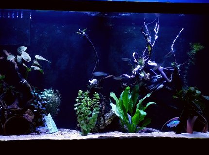 90 gallons freshwater fish tank (mostly fish and non-living decorations) - 90 gallon new world cichlid tank 90 gallons freshwater fish tank (mostly fish and non-living decorations) - 90 gallon new world cichlid tank
