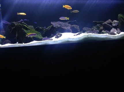 80 gallons freshwater fish tank (mostly fish and non-living decorations) - African mbuna cichlid tank 80 gallons freshwater fish tank (mostly fish and non-living decorations) - African mbuna cichlid tank